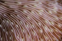 Texture on mushroom coral — Stock Photo