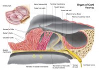 Ilustración médica del órgano de anatomía Corti - foto de stock