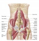 Anatomie de l'iliopsoa avec muscles dorsaux de la hanche — Photo de stock