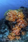 Colônias de corais moles crescendo em recifes — Fotografia de Stock