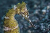 Thorny seahorse on seafloor — Stock Photo