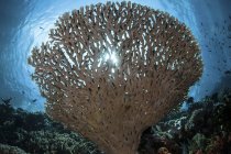 Солнечный свет через коралловый стол — стоковое фото