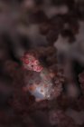 Pygmy seahorse on symbiotic gorgonian — Stock Photo