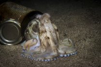 Кокосовый осьминог рядом с открытой банкой — стоковое фото