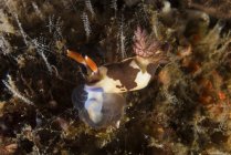 Nembrotha chamberlaini nudibranch — стокове фото