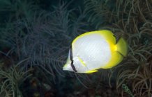 Spotfin butterflyfish swimming in ferns — Stock Photo