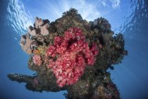 Мягкие коралловые колонии вблизи Гуадалканала — стоковое фото