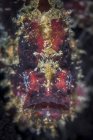 Grenouille colorée gros plan de la tête — Photo de stock