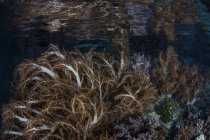 Мягкие кораллы, растущие в Раджа Ампат — стоковое фото