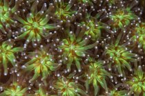 Polypes coralliens colorés sur le récif — Photo de stock