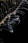 Caprella mutica скелет креветки — стокове фото