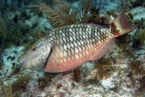 Stoplight parrotfish alimentando-se sobre recifes — Fotografia de Stock