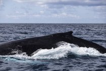 Gobba balena nuotare vicino alla superficie — Foto stock