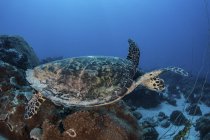 Hawksbill tortue marine nageant au-dessus du récif — Photo de stock