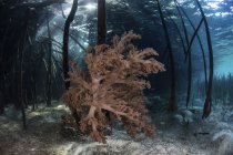 Colonia di corallo su radici di foresta di mangrovie — Foto stock