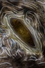 Large clam mantle — Stock Photo