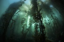 Bosque de algas gigantes - foto de stock