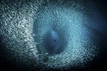 Kormorane tauchen in Schwärmen von Köderfischen — Stockfoto