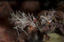 Pair of spiny tiger shrimps — Stock Photo