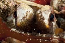 Глаза кокосового осьминога крупным планом — стоковое фото