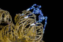 Морской паук крупным планом — стоковое фото