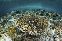 Weißschwanzdamenfische schwimmen über Korallenriff — Stockfoto