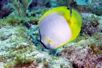 Pez mariposa Spotfin alimentándose de arrecifes de coral - foto de stock