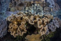Мягкие кораллы растут на мелководье — стоковое фото