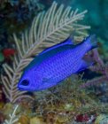Blue chromis swimming near reef — Stock Photo