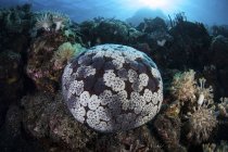 Stecknadelkissen-Seesterne am Korallenriff — Stockfoto