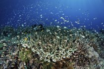 Fische schwimmen über gesundes Korallenriff — Stockfoto