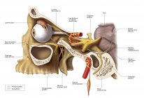 Pathways of innervation to lacrimal gland — Stock Photo