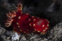 Gymnodoris aurita nudibranch — Stock Photo