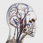 Ilustración médica de arterias, venas y sistema linfático de la cabeza - foto de stock