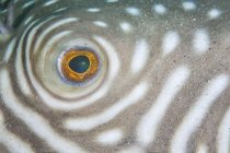 Reticulated pufferfish eye closeup shot — Stock Photo