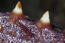 Camarão minúsculo em estrela do mar no Estreito de Lembeh, Indonésia — Fotografia de Stock