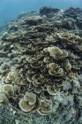 Coraux foliacés sur la pente du récif — Photo de stock