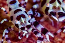 Коулман креветки крупным планом — стоковое фото