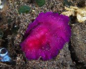 Fuschia pink flatworm with white dots — Stock Photo