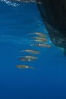 Group of squids in formation near fishing net with silvery fish inside, Cenderawasih Bay, West Papua, Indonesia — Stock Photo