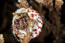 Краб-отшельник, ползающий по твердым кораллам — стоковое фото