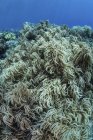 Колонії м'яких коралів на рифі — стокове фото