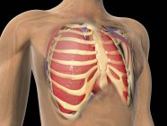 Cutaway view of human lungs and rib cage — Stock Photo