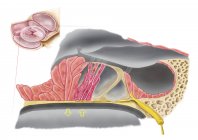 Medical illustration of the organ of Corti anatomy — Stock Photo