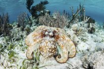 Polvo do recife caribenho no fundo do mar — Fotografia de Stock