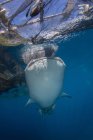 Tubarão-baleia nadando sob redes — Fotografia de Stock