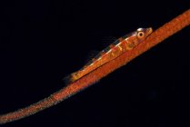 Loki whip goby with clutch of eggs — Stock Photo