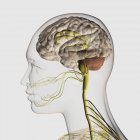 Medical illustration of the human nervous system and brain — Stock Photo