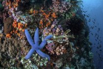 Estrela-do-mar azul agarrada ao recife — Fotografia de Stock