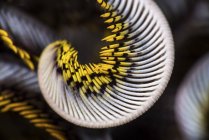 Gekräuselter Arm der Seelilie — Stockfoto